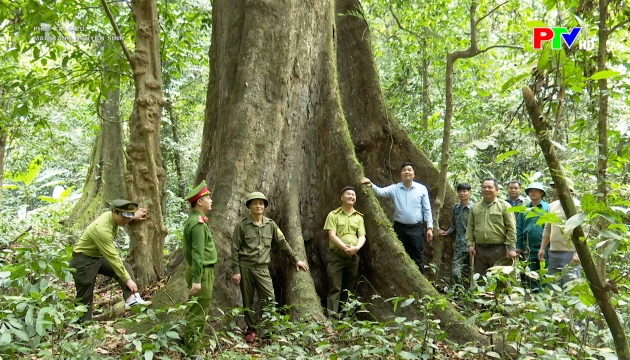 Màu xanh nguyên sinh