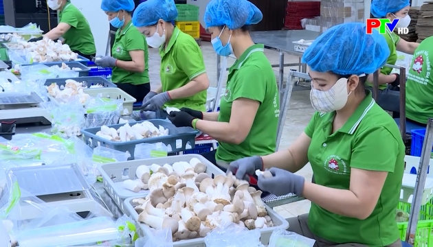 Thị trường tiêu dùng ngày 05-02-2026