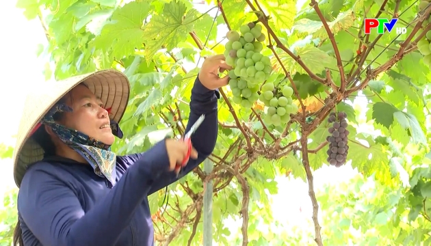 Thị trường tiêu dùng ngày 12-4-2026