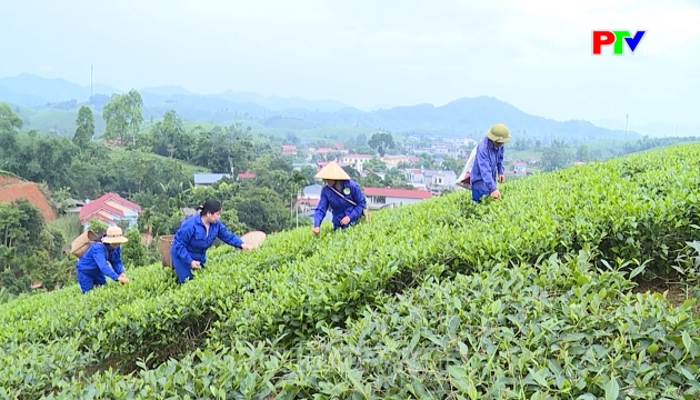 Thị trường tiêu dùng ngày 19-08-2026