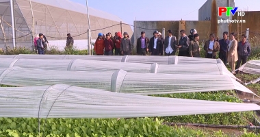 Áp dụng vòm che nilon sản xuất rau an toàn