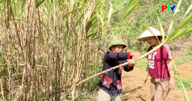 Bản tin 18h30 ngày 12-09-2026