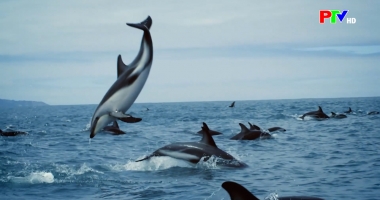 Bản tin quốc tế 18h45 ngày 18-01-2026