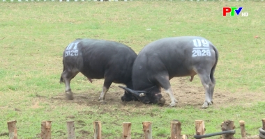 Bản tin tiếng Anh - Phu Tho News ngày 06-03-2026