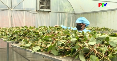 Bản tin tiếng Anh - Phu Tho News ngày 1-4-2026