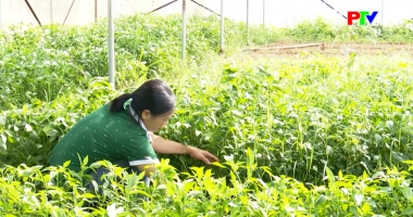 Bản tin tiếng Anh - Phu Tho News ngày 10-11-2025