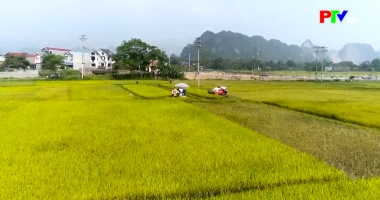 Bản tin tiếng Anh - Phu Tho News ngày 13-11-2025