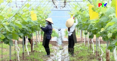 Bản tin tiếng Anh - Phu Tho News ngày 25-06-2026