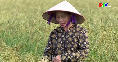 Bản tin tiếng Anh - Phu Tho News ngày 26-10-2026