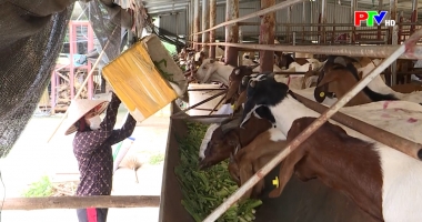 Bản tin tiếng Anh - Phu Tho News ngày 7- 12-2025