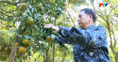 Bản tin tiếng Anh - Phu Tho News ngày 9-12-2025