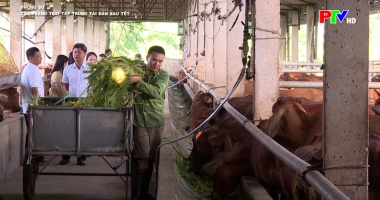 Các trang trại tập trung tái đàn sau Tết