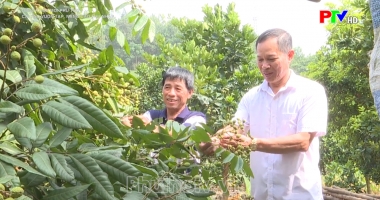 Cải tạo vườn tạp nâng cao thu nhập