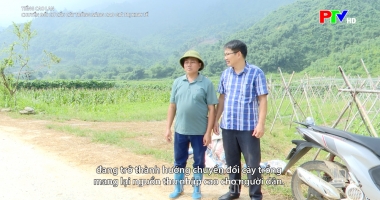 Tiếng Cao Lan – Chuyển đổi cơ cấu cây trồng nâng cao giá trị kinh tế