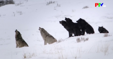 Câu hỏi vì sao - Bí ẩn loài sói
