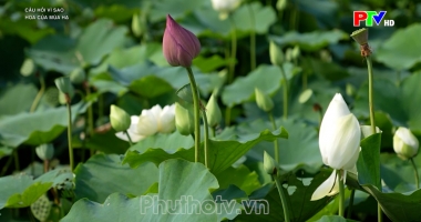 Câu hỏi vì sao - Hoa của mùa hạ
