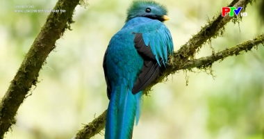 Câu hỏi vì sao - Những loài chim đẹp nhất hành tinh