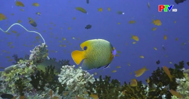 Câu hỏi vì sao - Tìm hiểu về cá biển