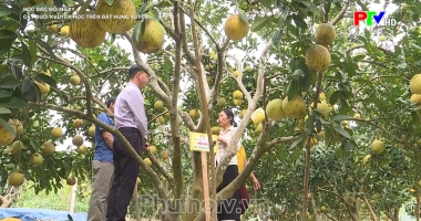 Cây bưởi khuyến học trên đất Hùng Xuyên