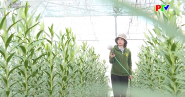 Chăm hoa ngày Tết