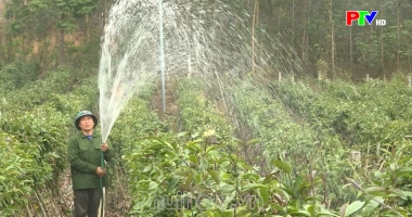 Chân dung cuộc sống - Người góp phần bảo tồn cây ba kích ở Tam Đảo