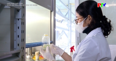 Chân dung cuộc sống - Người ươm mầm xanh từ phòng thí nghiệm