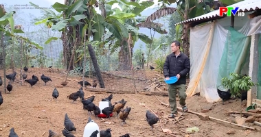 Chăn nuôi gà đặc sản H'Mông an toàn sinh học