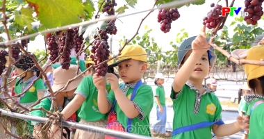 Checkin vườn nho