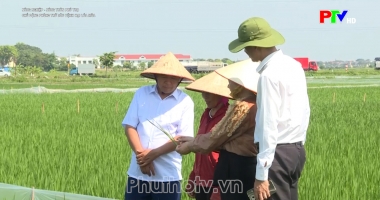 Chủ động phòng ngừa sâu bệnh hại lúa mùa