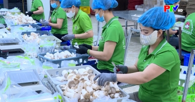 Chương trình 1322 - Động lực thúc đẩy địa phương nâng cao năng suất, chất lượng