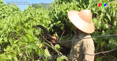 Chuyển đổi cơ cấu cây trồng trên đất đồi