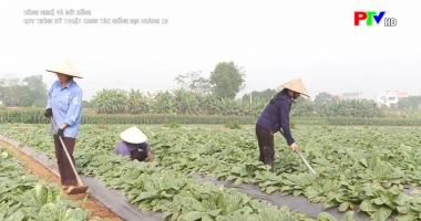 Công nghệ - đời sống: Quy trình canh tác giống Địa Hoàng 19