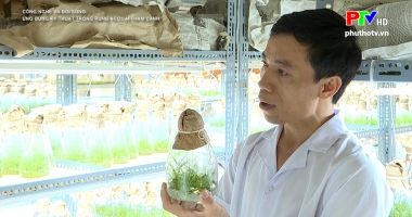 Công nghệ và đời sống: Ứng dụng kỹ thuật trồng rừng keo lai thâm canh