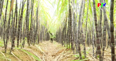 Cuộc sống thường ngày 29-3-3026