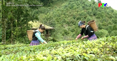 Đánh thức tiềm năng vùng chè địa phương