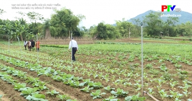 Trồng rau màu vụ đông ở vùng cao