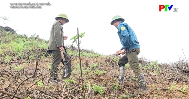 Vùng cao vào vụ mùa trồng rừng