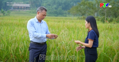 Phú Thọ đất và người – Lương Sơn mùa lúa chín