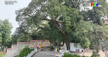 Hành trình di sản - Chùa cây Thị
