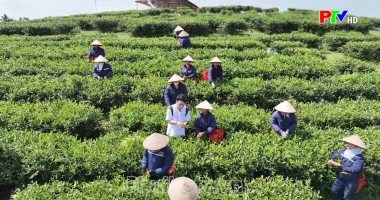 Đón nắng thơm hương chè