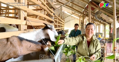 Giảm nghèo bền vững - Làm giàu từ chăn nuôi dê thương phẩm