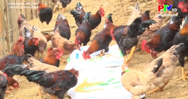 Liên kết chăn nuôi gà