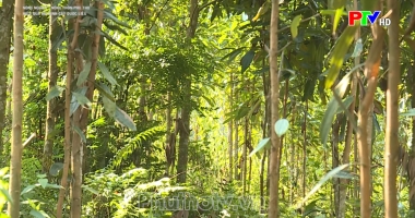 Hiệu quả mô hình cây dược liệu