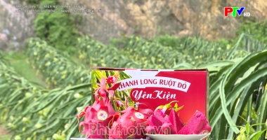 Hiệu quả mô hình trồng thanh long trên đất đồi