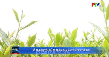 Hỗ trợ chuyển đổi số trong sản xuất và tiêu thụ chè