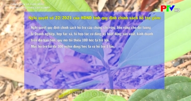 Hỗ trợ phát triển lâm nghiệp