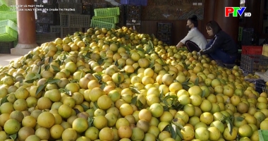 Hội nhập và phát triển - Từ chuẩn vùng trồng đến chuẩn thị trường