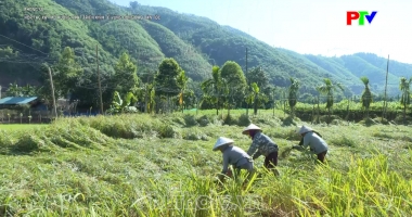 Hợp tác xã - Mở hướng phát triển kinh tế vùng đồng bào dân tộc