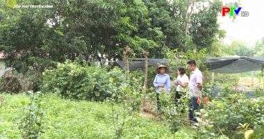 Hộp thư truyền hình ngày 11-10-2020