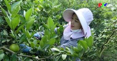Hướng đi cho cam Cao Phong